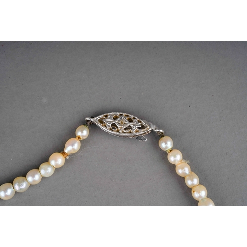 203 - A single row string of graduated cultured pearls, 9ct white gold clasp, approx 39cm long