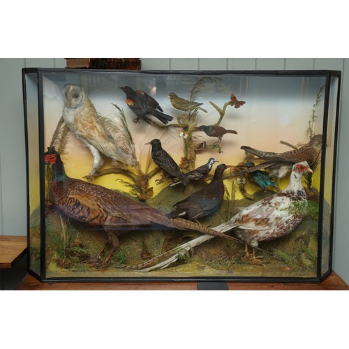 755 - Large cased taxidermy bird display containing two pheasants, barn owl, kingfisher, kestral, moorhen,... 