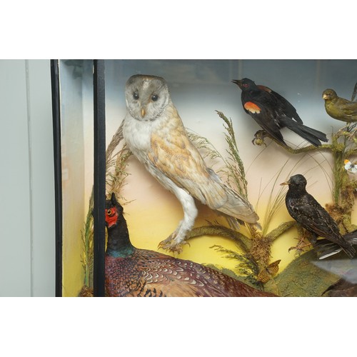 755 - Large cased taxidermy bird display containing two pheasants, barn owl, kingfisher, kestral, moorhen,... 