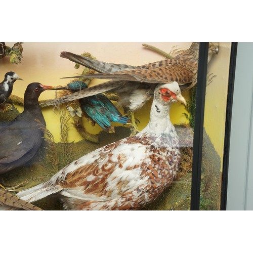 755 - Large cased taxidermy bird display containing two pheasants, barn owl, kingfisher, kestral, moorhen,... 