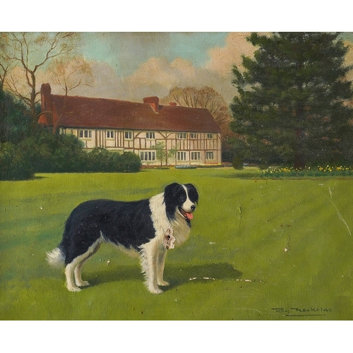 817 - Roy Nockolds (1911-1979)
Portrait of a Border Collie in garden, house beyond
oil on canvas, 40 x 50c... 