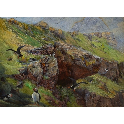 820 - Charles Whymper (1853-1941)
Puffins 
watercolour, 22 x 30cm
signed lower right, framed (crack to gla... 