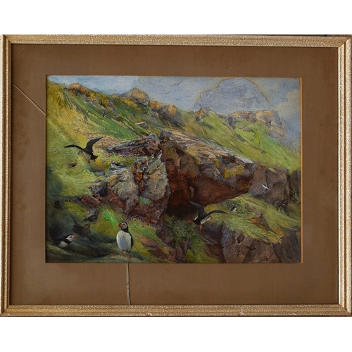 820 - Charles Whymper (1853-1941)
Puffins 
watercolour, 22 x 30cm
signed lower right, framed (crack to gla... 