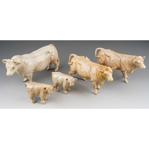 705 - Beswick Charolais cattle to include: bull, two cows and two calves, all stamped (5)