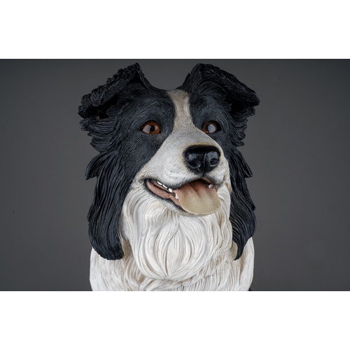 719 - A Country Artist's large model of a Border Collie 