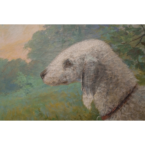 952 - Octave van Cuyck [Octavius-Ludovicus] (Belgian 1870-1956)
A Bedlington Terrier in landscape
oil on c... 