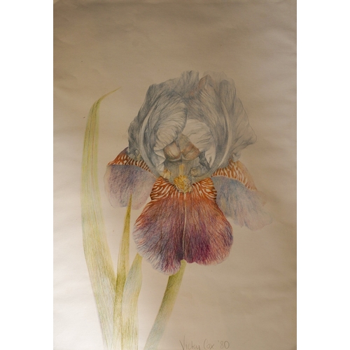 956 - Vicky Cox (Late 20th /21st century) Study of an Iris, coloured pencil, signed and dated (19)80 lower... 