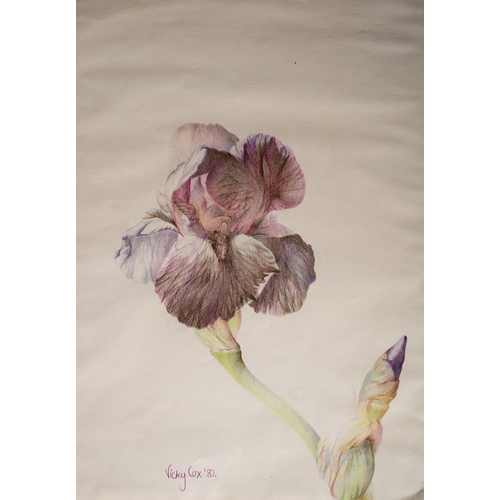 956 - Vicky Cox (Late 20th /21st century) Study of an Iris, coloured pencil, signed and dated (19)80 lower... 