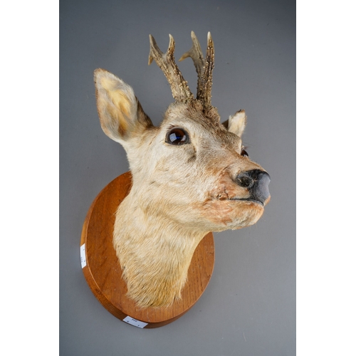 255 - Taxidermy: a mounted Roebuck Head with three points, on oval board