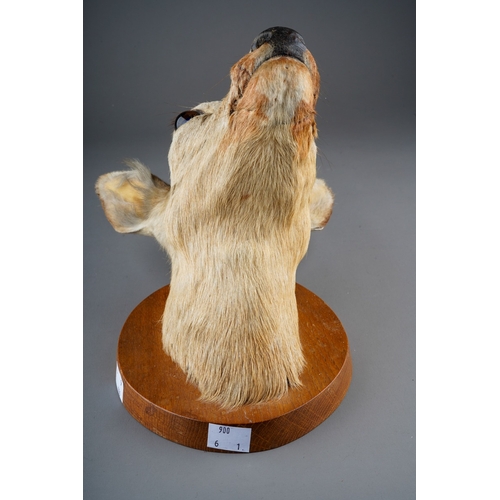 255 - Taxidermy: a mounted Roebuck Head with three points, on oval board