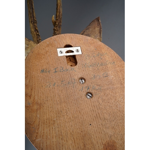 255 - Taxidermy: a mounted Roebuck Head with three points, on oval board