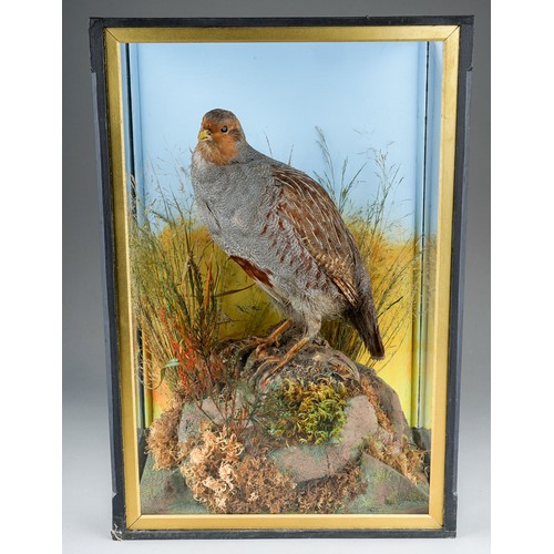 970 - Taxidermy: a cased English Partridge with naturalistic background