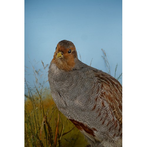 970 - Taxidermy: a cased English Partridge with naturalistic background