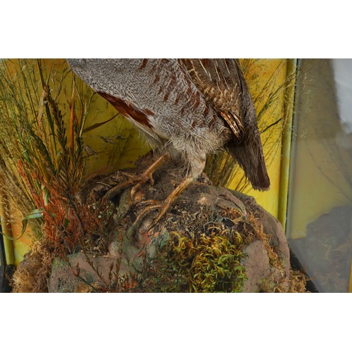 970 - Taxidermy: a cased English Partridge with naturalistic background