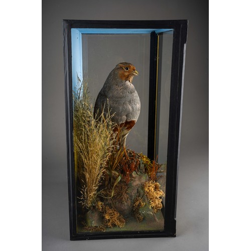 970 - Taxidermy: a cased English Partridge with naturalistic background