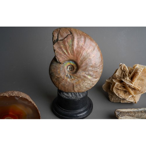 527A - Natural History - Palaeontology and Geology - a bisected and polished ammonite fossil for display, f... 