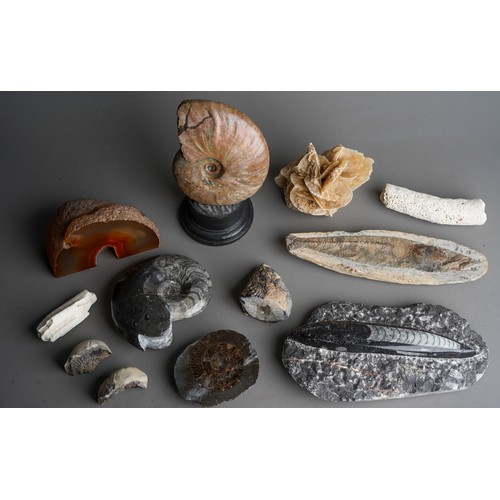 527A - Natural History - Palaeontology and Geology - a bisected and polished ammonite fossil for display, f... 