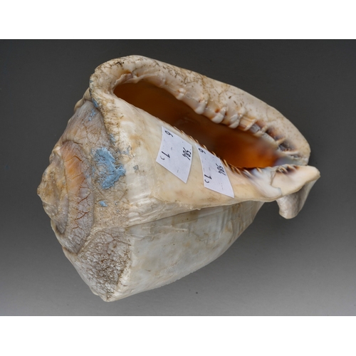 183 - A late 19th century cameo conch shell, carved with a scene of a classical figure in a chariot pulled... 