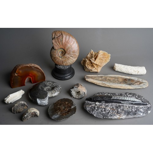 224 - Natural History - Palaeontology and Geology - a bisected and polished ammonite fossil for display, f... 