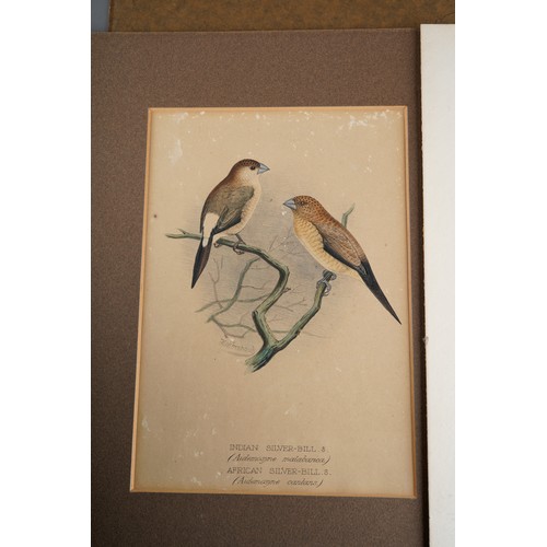 993 - Three assorted 19th and 20th century prints, including a hand coloured study of Silver-Bill birds an... 