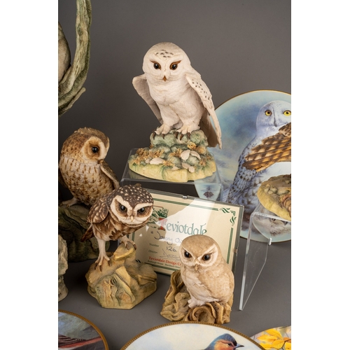 18 - A Royal Crown Derby Barn Owl, boxed together with a collection of Seven Scottish Teviotdale Owls and... 