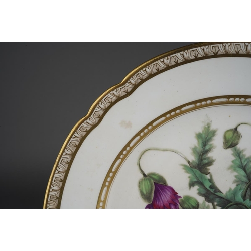 268 - A 19th century Spode botanical study plate, wavy gilt rim, hand painted to the centre with Poppies, ... 