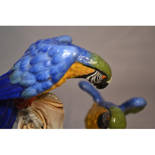 411 - A trio of Capodimonte Macaw parrots c.1900 - the largest approx 8