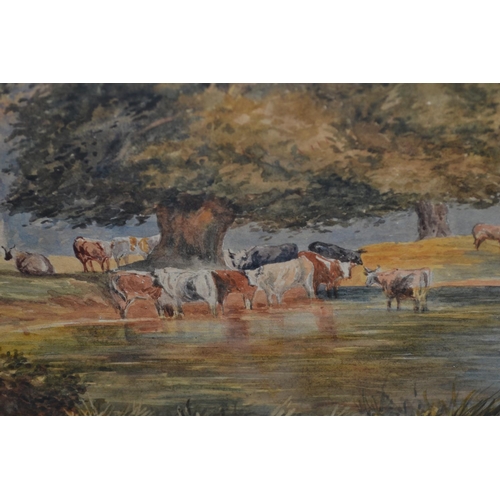 573 - A vintage watercolour of cattle in a river - unsigned - 27