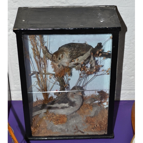 185 - A pair of Victorian cased taxidermy Stonechats