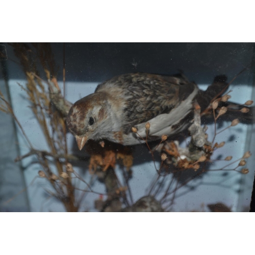 185 - A pair of Victorian cased taxidermy Stonechats