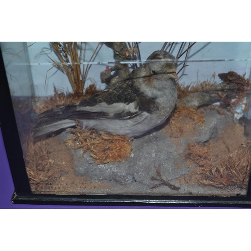 185 - A pair of Victorian cased taxidermy Stonechats