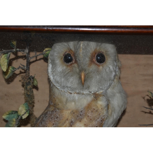 186 - A Vintage cased taxidermy Barn Owl