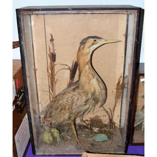 187 - A rare Victorian taxidermy Bittern in glazed case