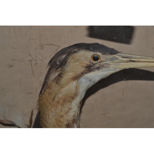 187 - A rare Victorian taxidermy Bittern in glazed case