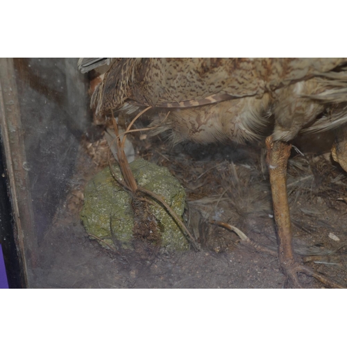 187 - A rare Victorian taxidermy Bittern in glazed case