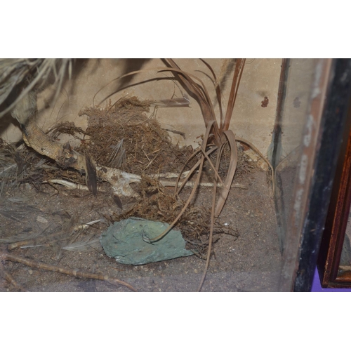 187 - A rare Victorian taxidermy Bittern in glazed case