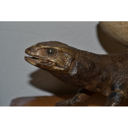 189 - A rare and unusual vintage taxidermy lizard mounted on wheels and set with a bowl on the back to be ... 