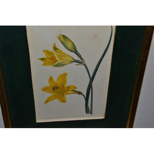 243 - Pair of early 19th century botanical prints in gilt frames