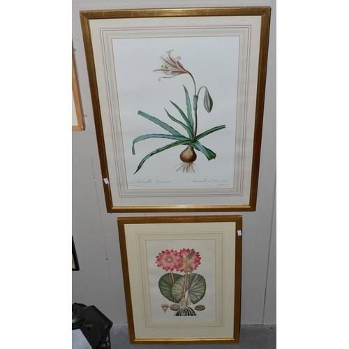 248 - Pair of gilt framed botanical prints