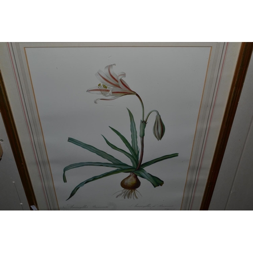 248 - Pair of gilt framed botanical prints