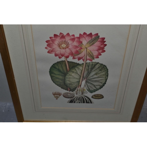 248 - Pair of gilt framed botanical prints