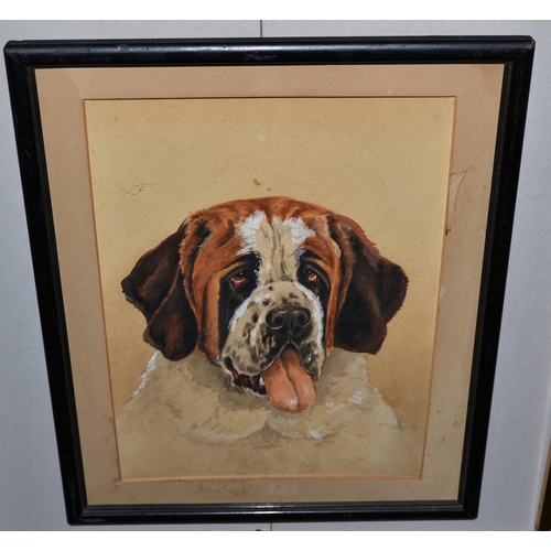 266 - Watercolour of a St Bernard Dog by W Ripley. Information verso c.1930