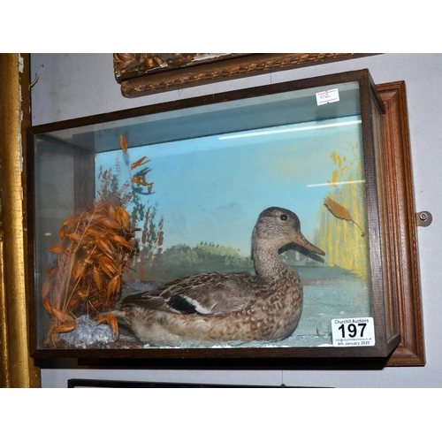 197 - A vintage taxidermy duck in a naturalistic setting