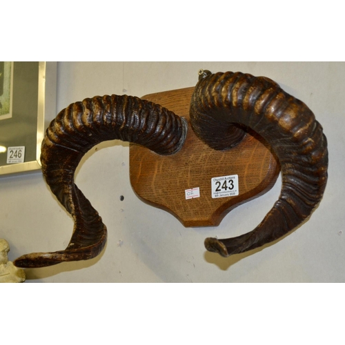 243 - A pair of mounted sheep or goat horns