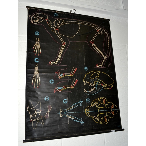 271 - An large vintage poster showing the anatomy of a cat - by P.Sougy