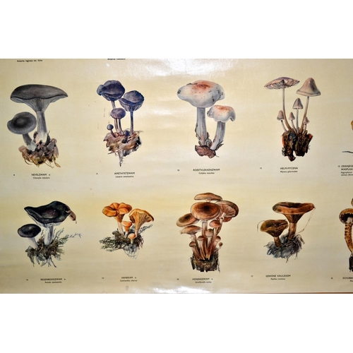 273 - A vintage school poster of fungus and mushrooms by W.J. Thieme & Cie