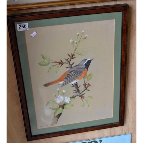 250 - A superb quality Gouache watercolour of a Flame Robin signed James Cordery