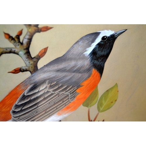 250 - A superb quality Gouache watercolour of a Flame Robin signed James Cordery