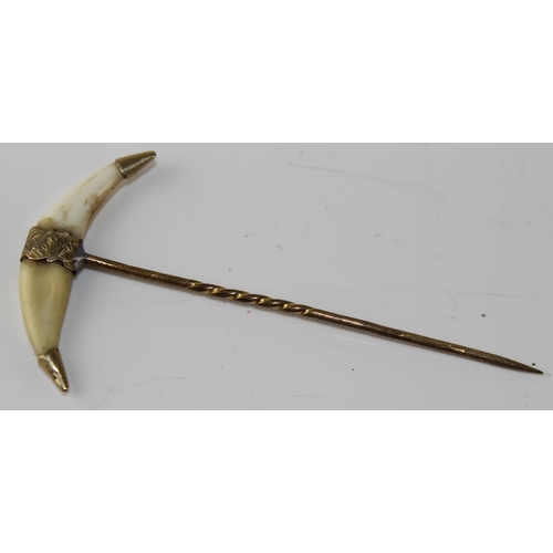 1275 - A 19th century yellow metal mounted stick pin with animal teeth - believed to be Tiger