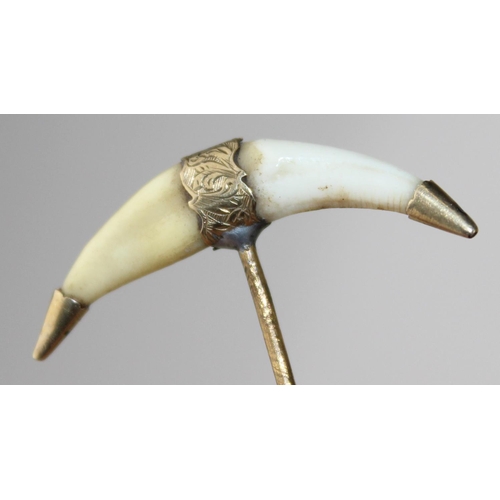 1275 - A 19th century yellow metal mounted stick pin with animal teeth - believed to be Tiger